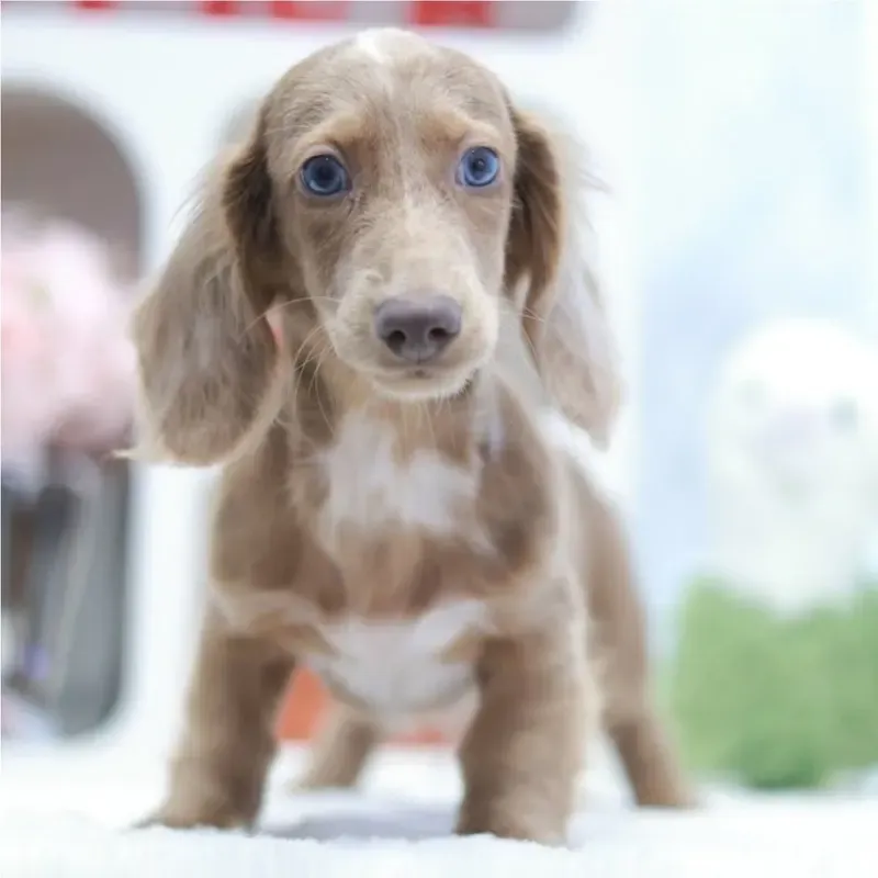 Golden Male Mini Dachshund puppy Poppy available in Singapore