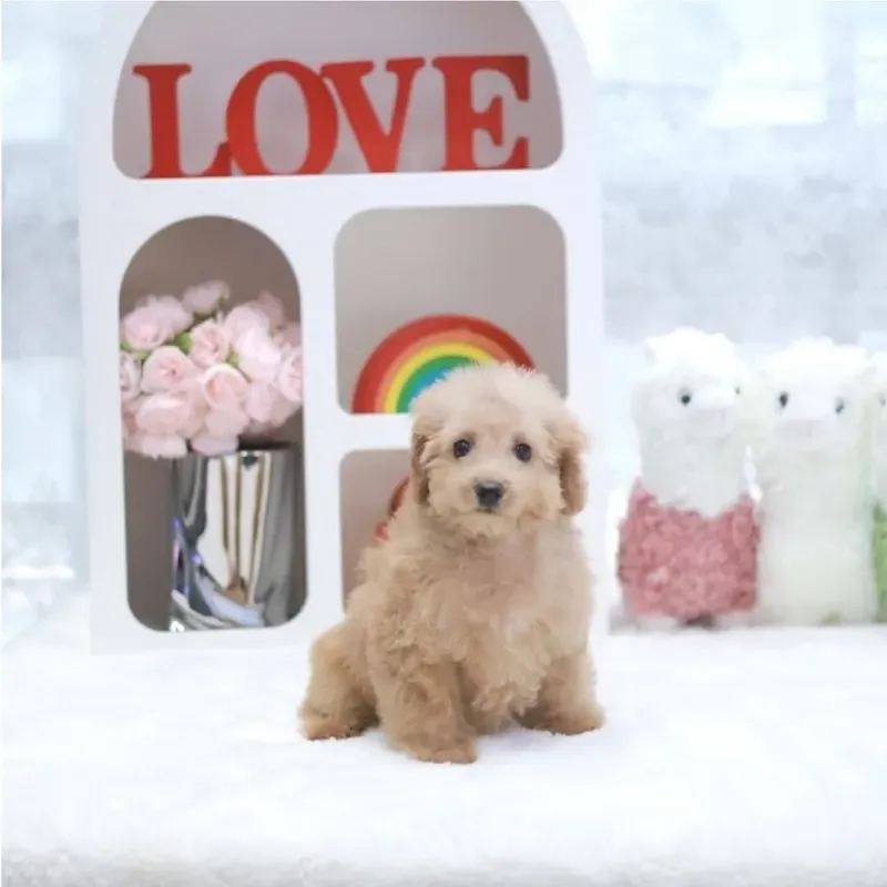 Apricot Female Cavapoo puppy Coco available in Singapore