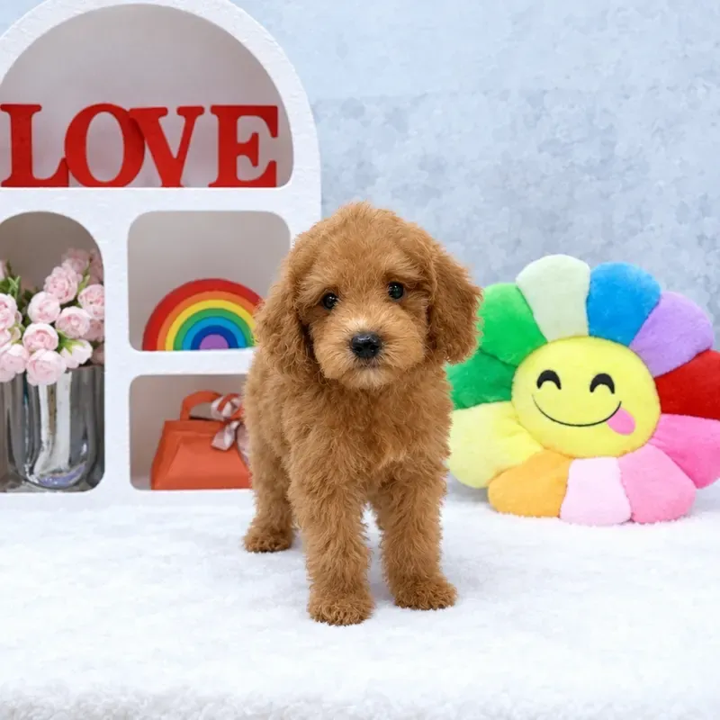 Apricot Male Cockapoo puppy Maple available in Singapore