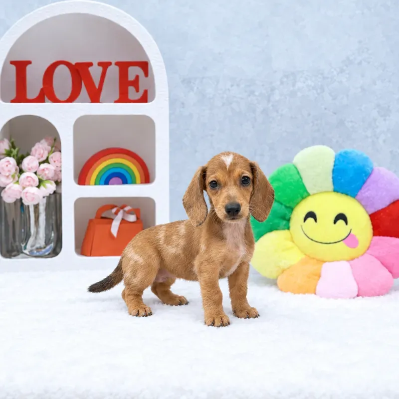 Dapple Female Mini Dachshund puppy Luna available in Singapore