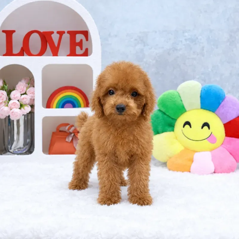 Apricot Female Maltipoo puppy Biscuit available in Singapore
