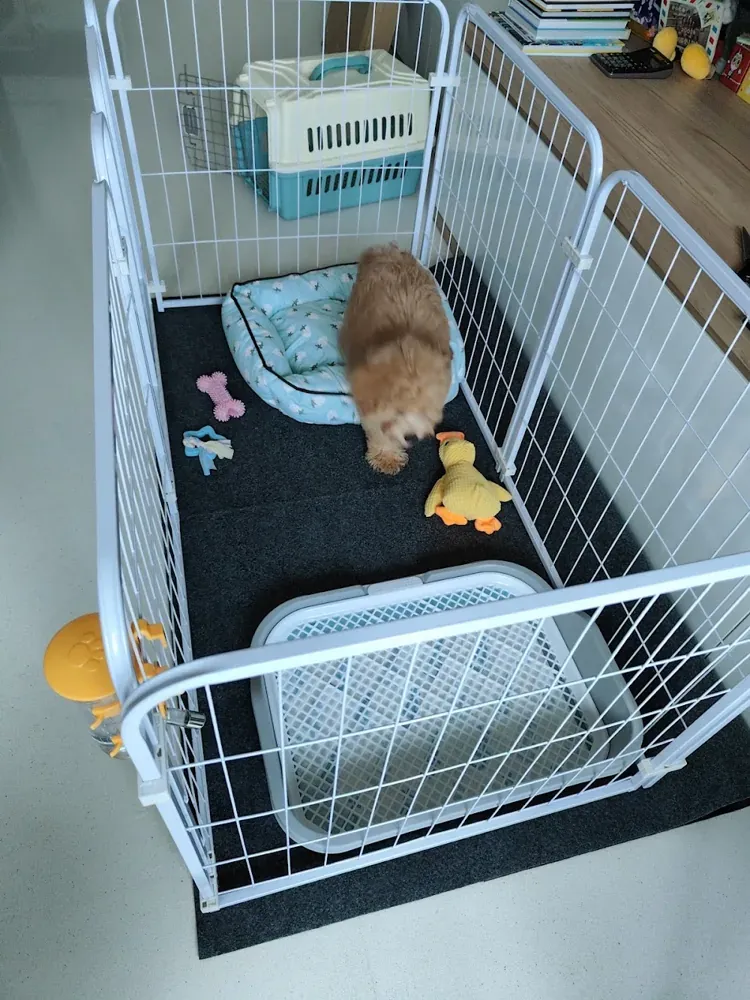 Puppy photo from Jayan Arunasalam, a Curious Tails customer