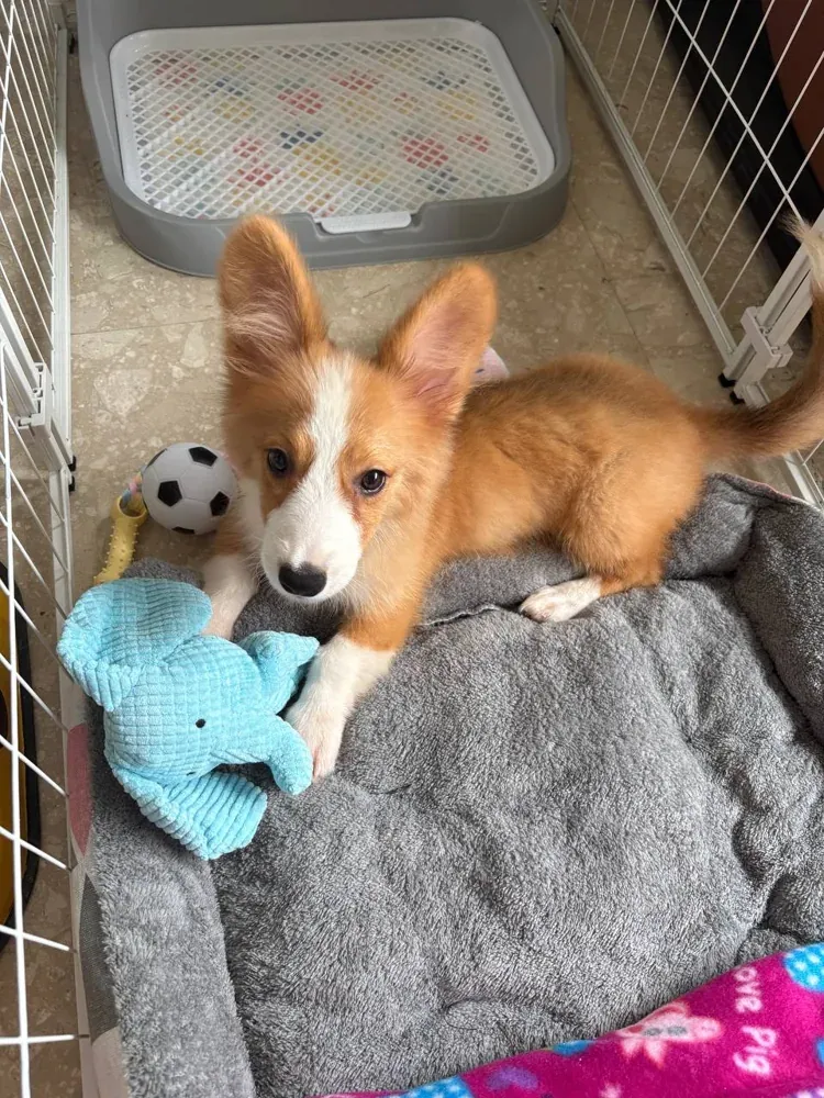 Puppy photo from Pearlyn Ong, a Curious Tails customer